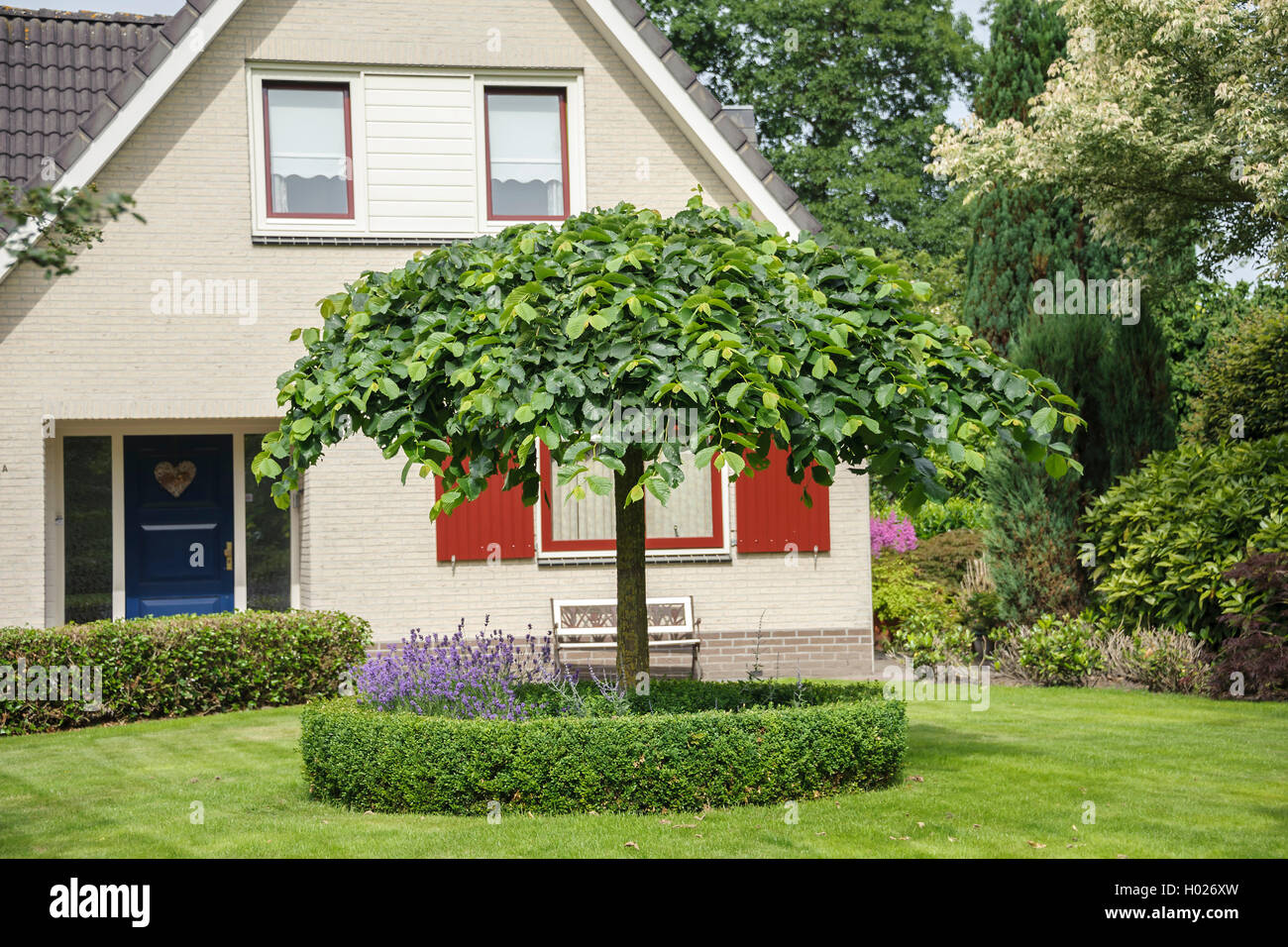 Scotch elm, Wych elm (Ulmus 'Camperdownii', Ulmus Camperdownii), cultivar Camperdownii, Germany Stock Photo