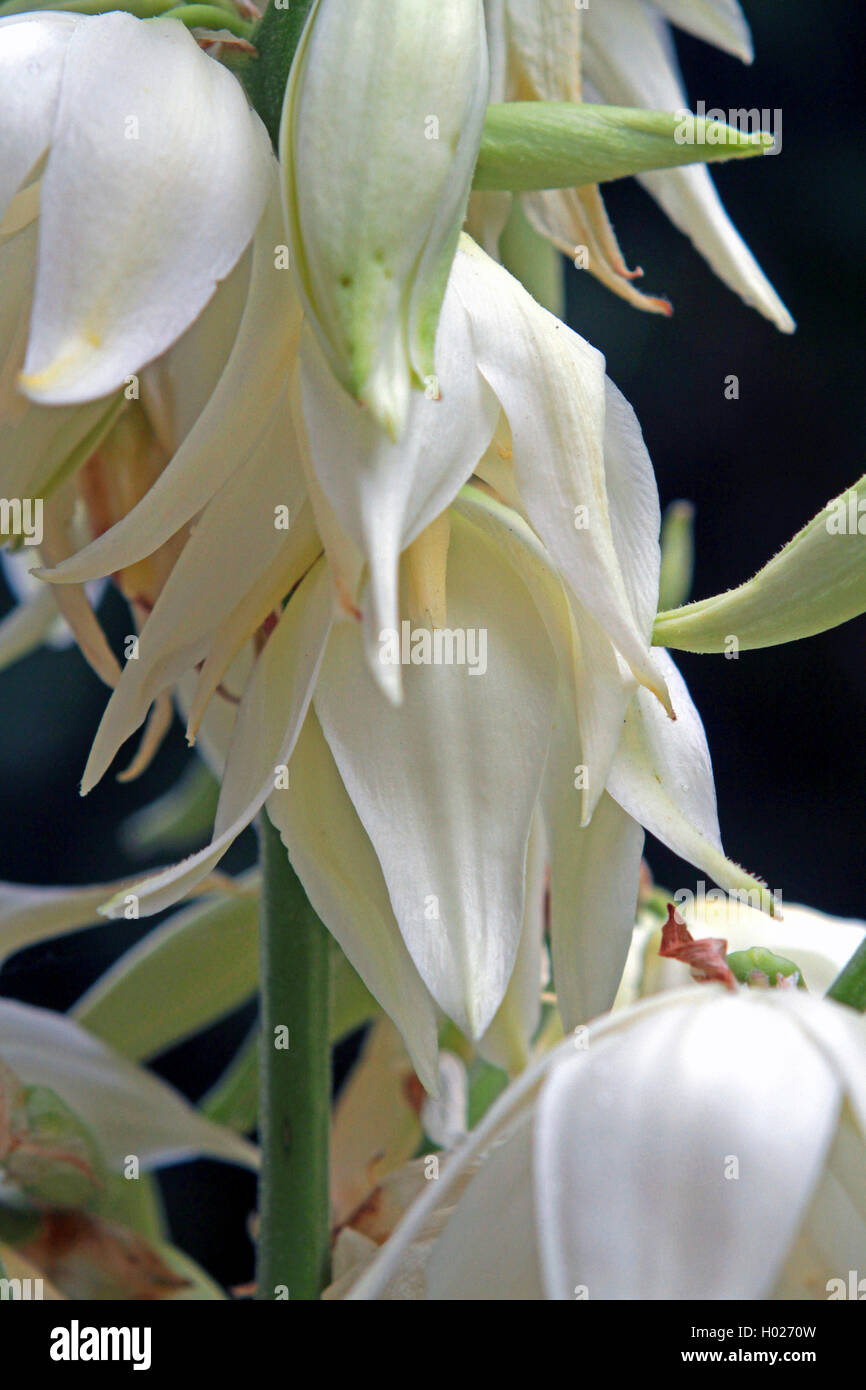 Adam's needle, weak-leaf Yucca (Yucca filamentosa), flower Stock Photo