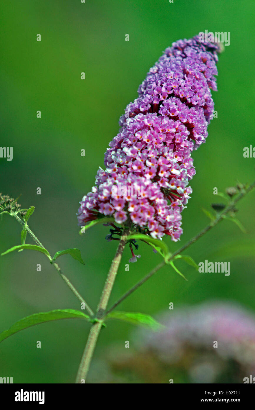 Butterfly bush, Violet butterfly bush, Summer lilac, Butterfly-bush, Orange eye (Buddleja davidii, Buddleia davidii), inflorescence, Germany Stock Photo