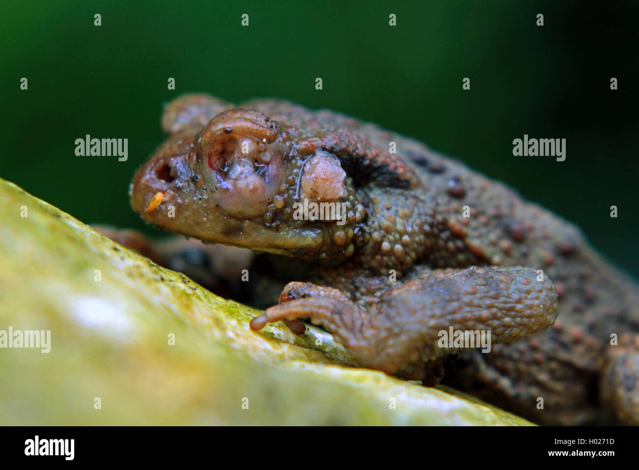 European common toad (Bufo bufo), with Myiasis through Lucilia bufonivora, severely emaciated, Germany Stock Photo