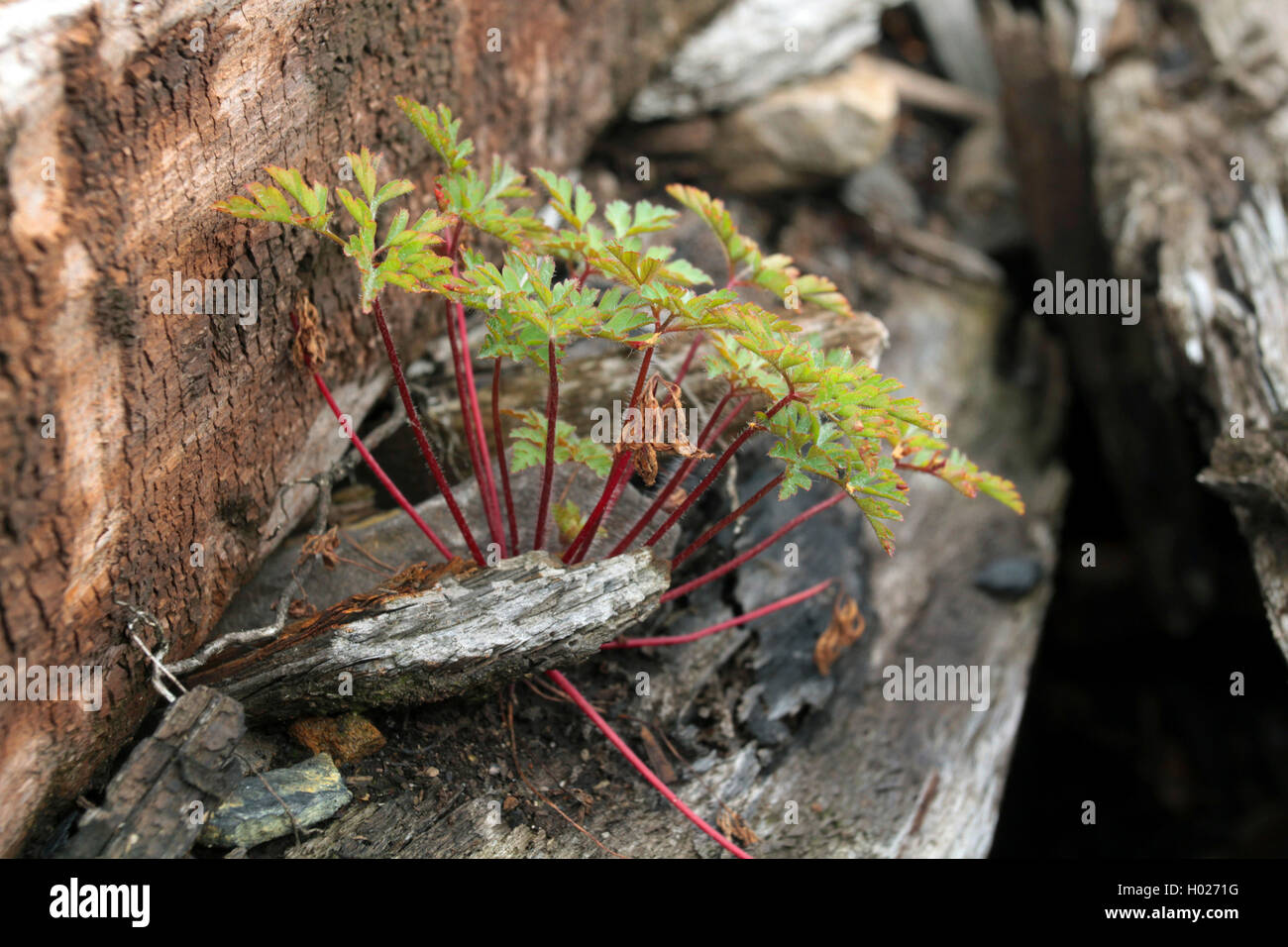 Herb Robert, Red Robin, Death come quickly, Robert Geranium (Geranium robertianum, Robertiella robertiana), on old railroad ties, Germany Stock Photo