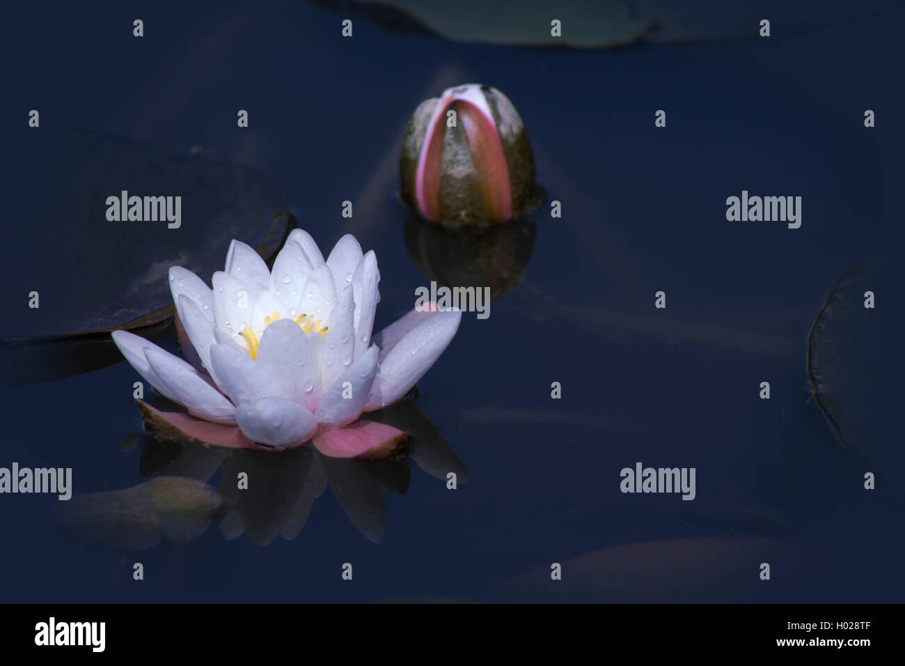 flower white lotus, with lotus bud in the dark water Stock Photo