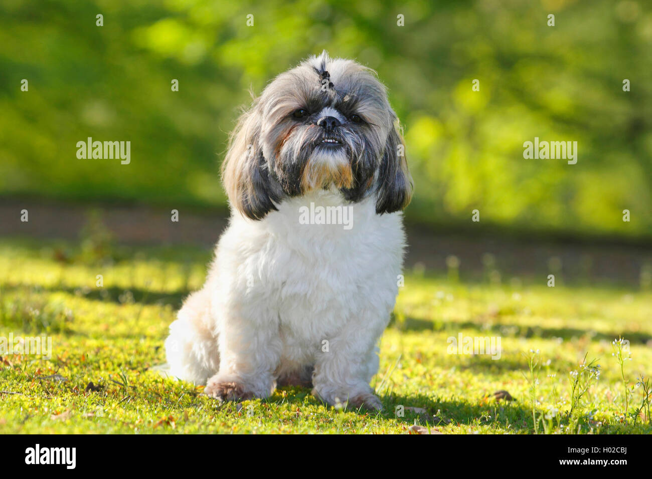 Frequently Asked Questions of How Old Should Male Dog Be To Breed?