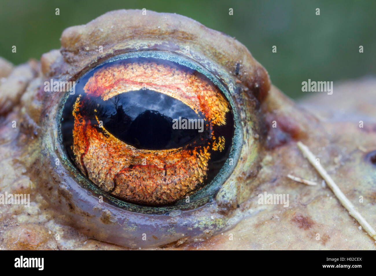 European common toad (Bufo bufo), eye, close-up, Germany, Bavaria, Niederbayern, Lower Bavaria Stock Photo