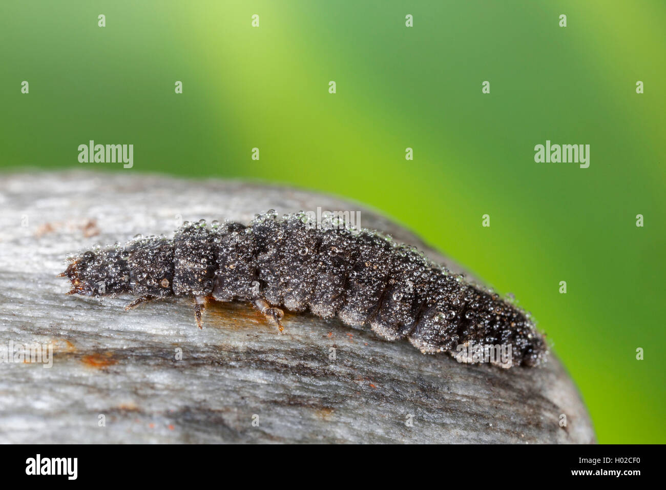 common cantharid, common soldier beetle (Cantharis fusca), larva with morning dew, Germany, Bavaria, Niederbayern, Lower Bavaria Stock Photo