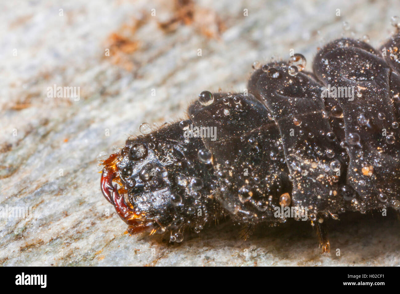 common cantharid, common soldier beetle (Cantharis fusca), portrait of the larva, Germany, Bavaria, Niederbayern, Lower Bavaria Stock Photo