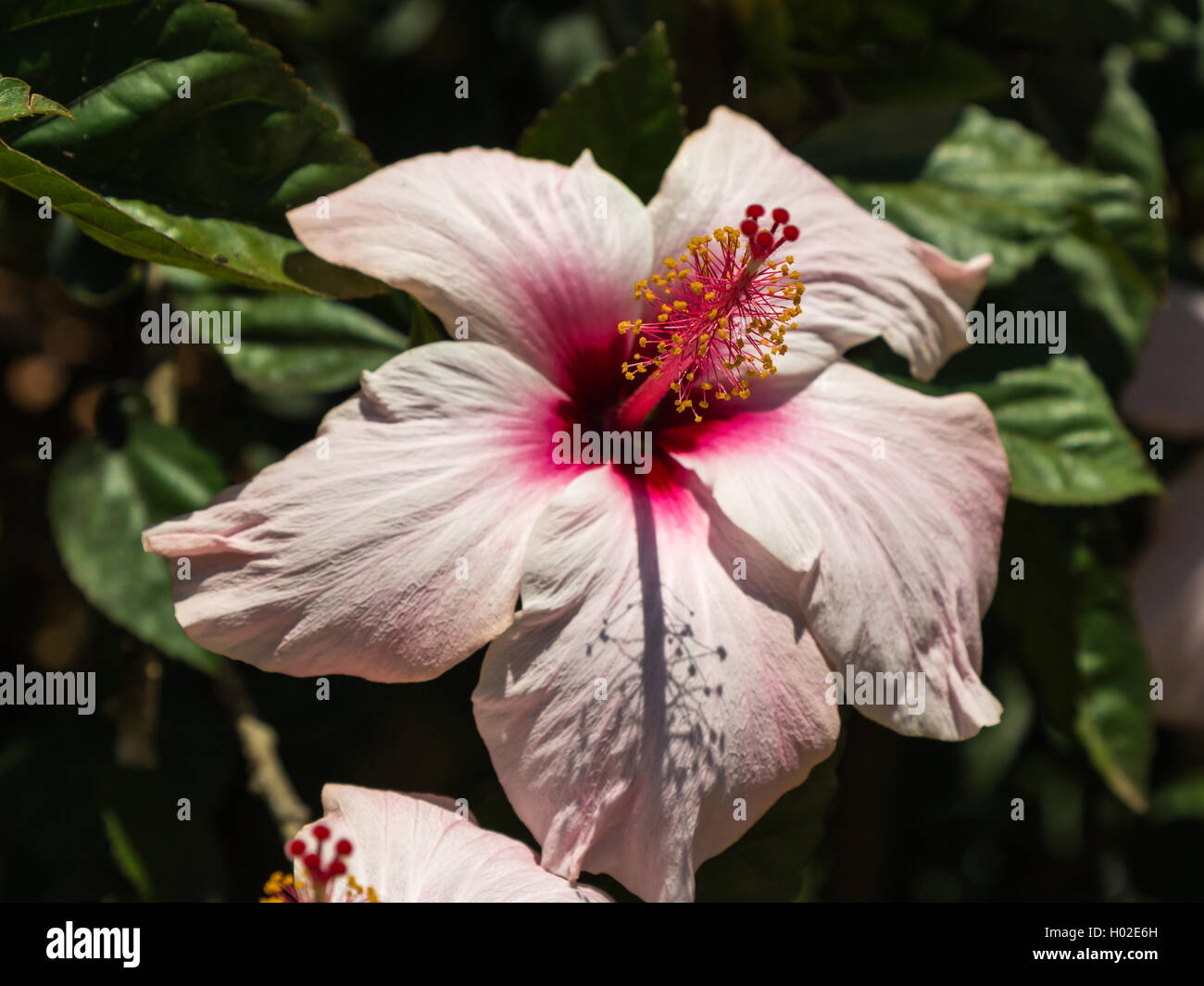 Pink hibiscus rosa sinensis hi-res stock photography and images - Alamy
