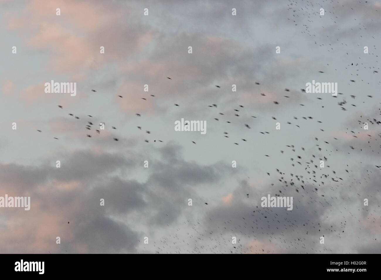 birds migrating, a beautiful picture of starlings migrating, Roma, Rome Stock Photo