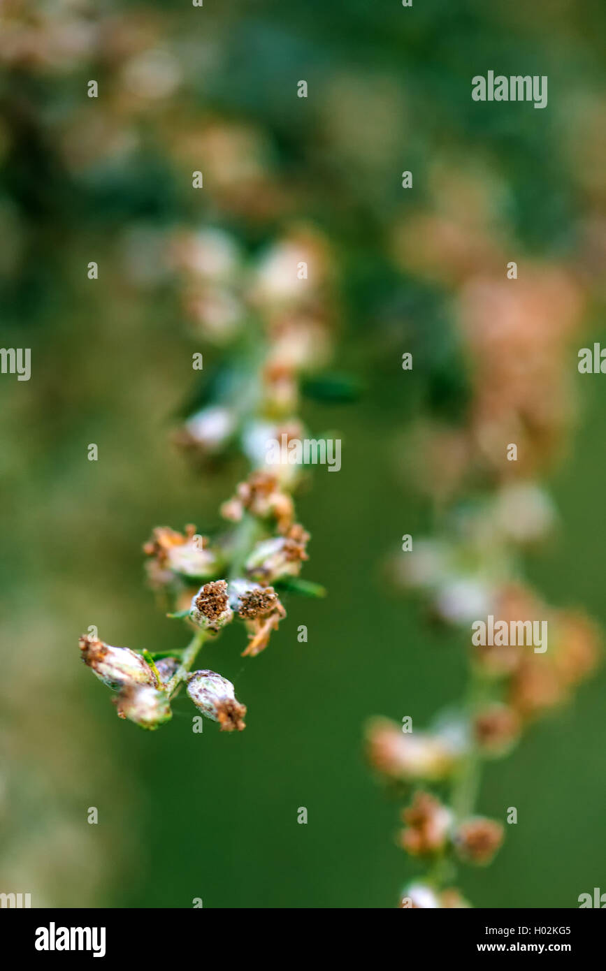 Ragweed or ambrosia plant, its pollen is notorious for causing allergic reactions in humans, selective focus Stock Photo