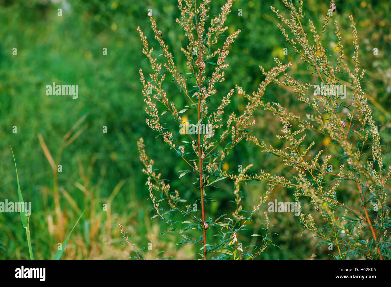 Ragweed or ambrosia plant, its pollen is notorious for causing allergic