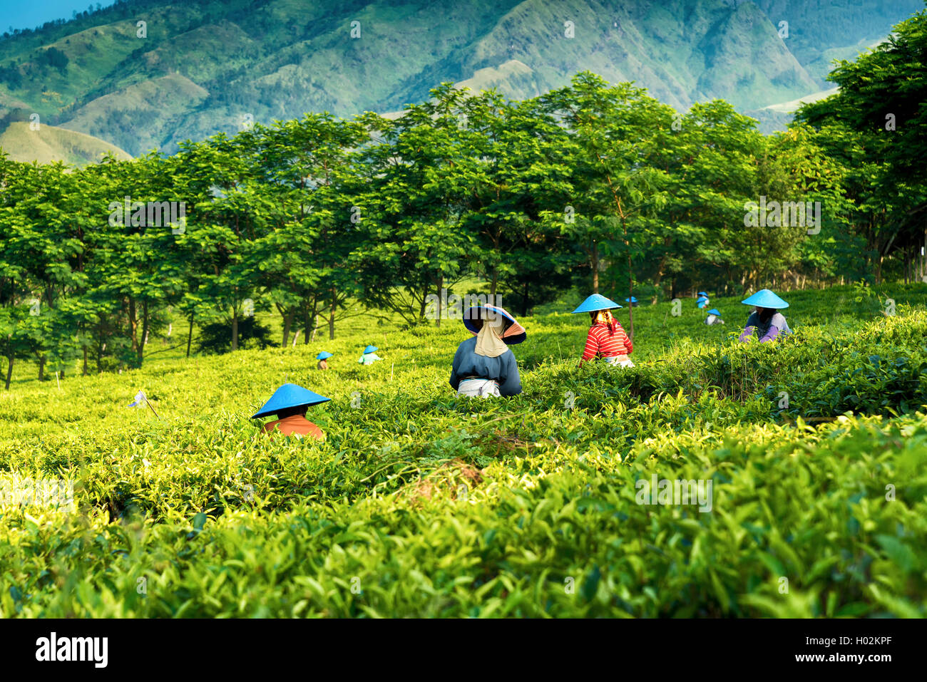 People picking green tea on plantation in Java,  Indonesia Stock Photo