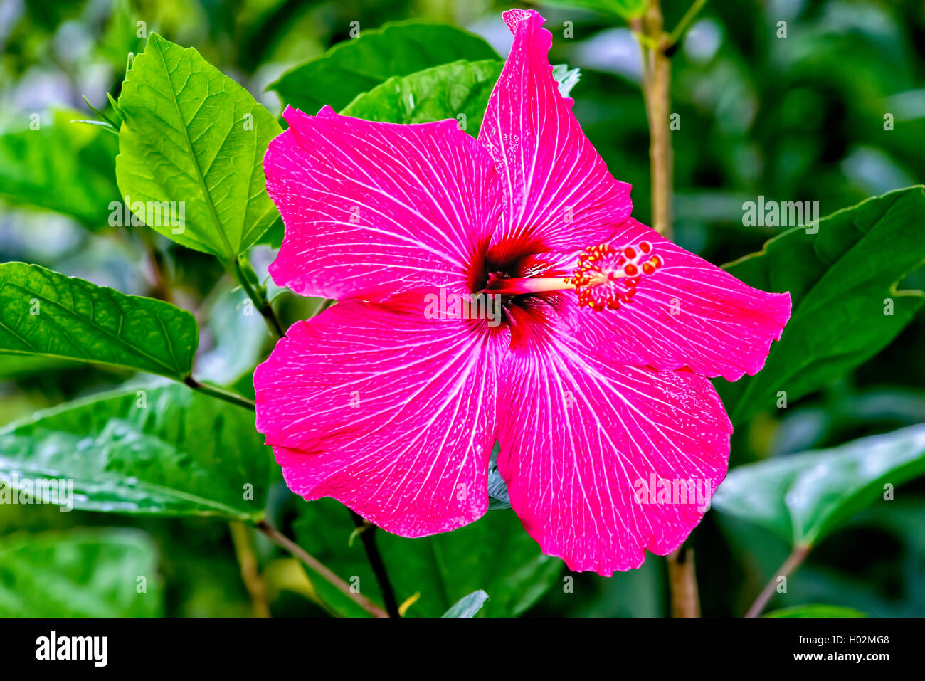 Pink Hibiscus flower located in Northwest Florida, USA Stock Photo Alamy