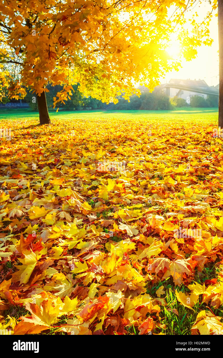 Sunny autumn foliage Stock Photo - Alamy