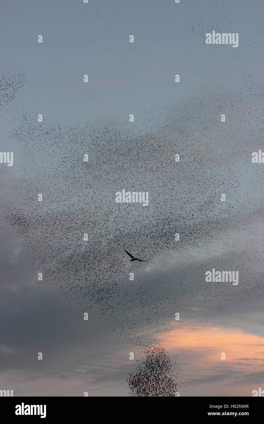 birds migrating, a beautiful picture of starlings migrating, Roma, Rome Stock Photo