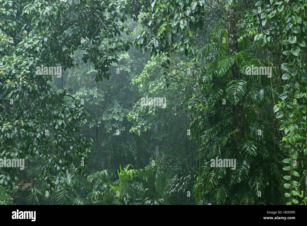 Rainfall in the jungle 2 Stock Photo