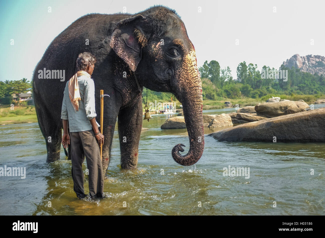 HAMPI, INDIA - 28 JANUARY 2015: Morning ritual of bathing Lakshmi the temple elephant of Virupaksha Temple with trainer Stock Photo