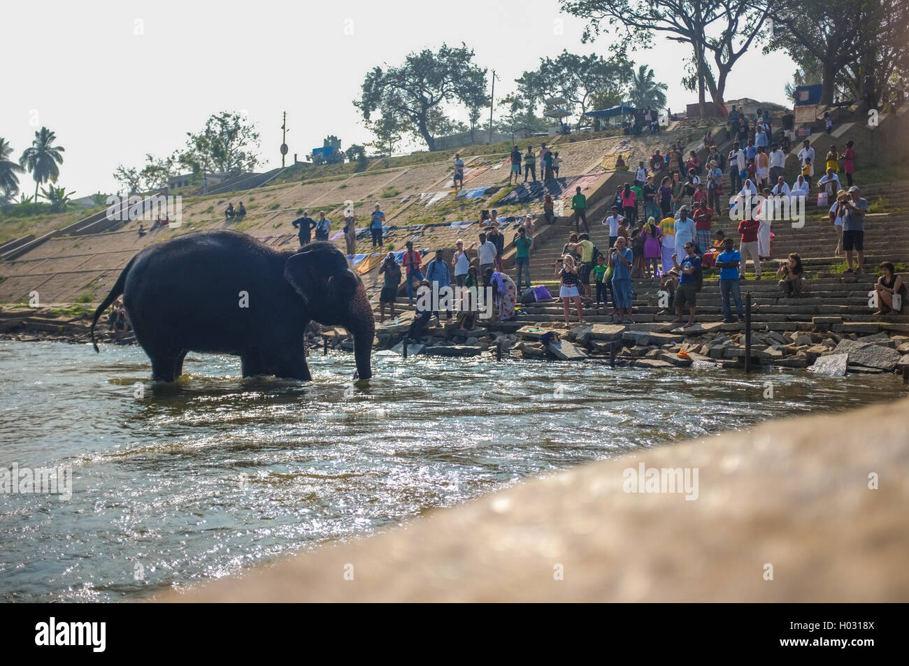 HAMPI, INDIA - 28 JANUARY 2015: Morning ritual of bathing Lakshmi, the temple elephant of Virupaksha Temple Stock Photo
