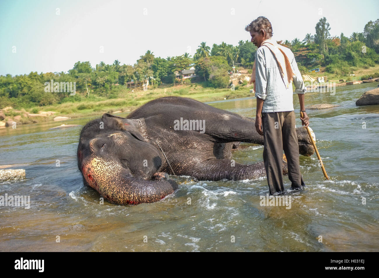 HAMPI, INDIA - 28 JANUARY 2015: Morning ritual of bathing Lakshmi the temple elephant of Virupaksha Temple with trainer Stock Photo