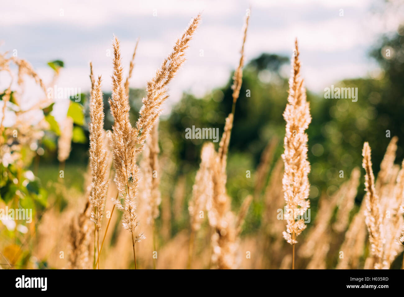 Beautiful Stem Dry Grass In Sunset Sunlight. Summer Season Stock Photo
