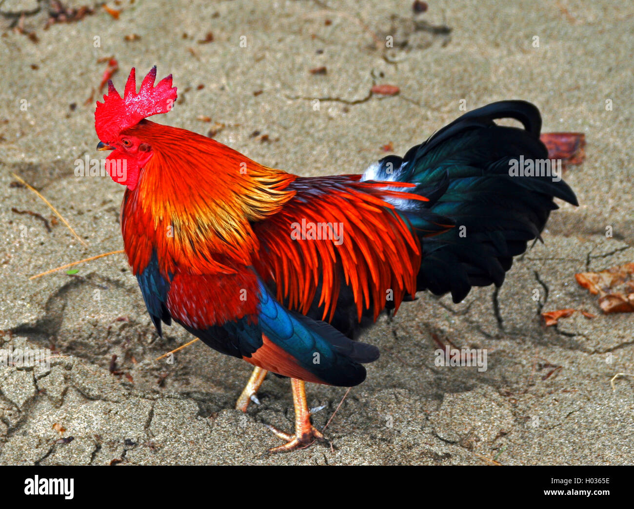 Chicken Rooster with iridescent feathers on beach in Hanalei Bay on Pacific  island of Kauai Hawaii US Stock Photo - Alamy