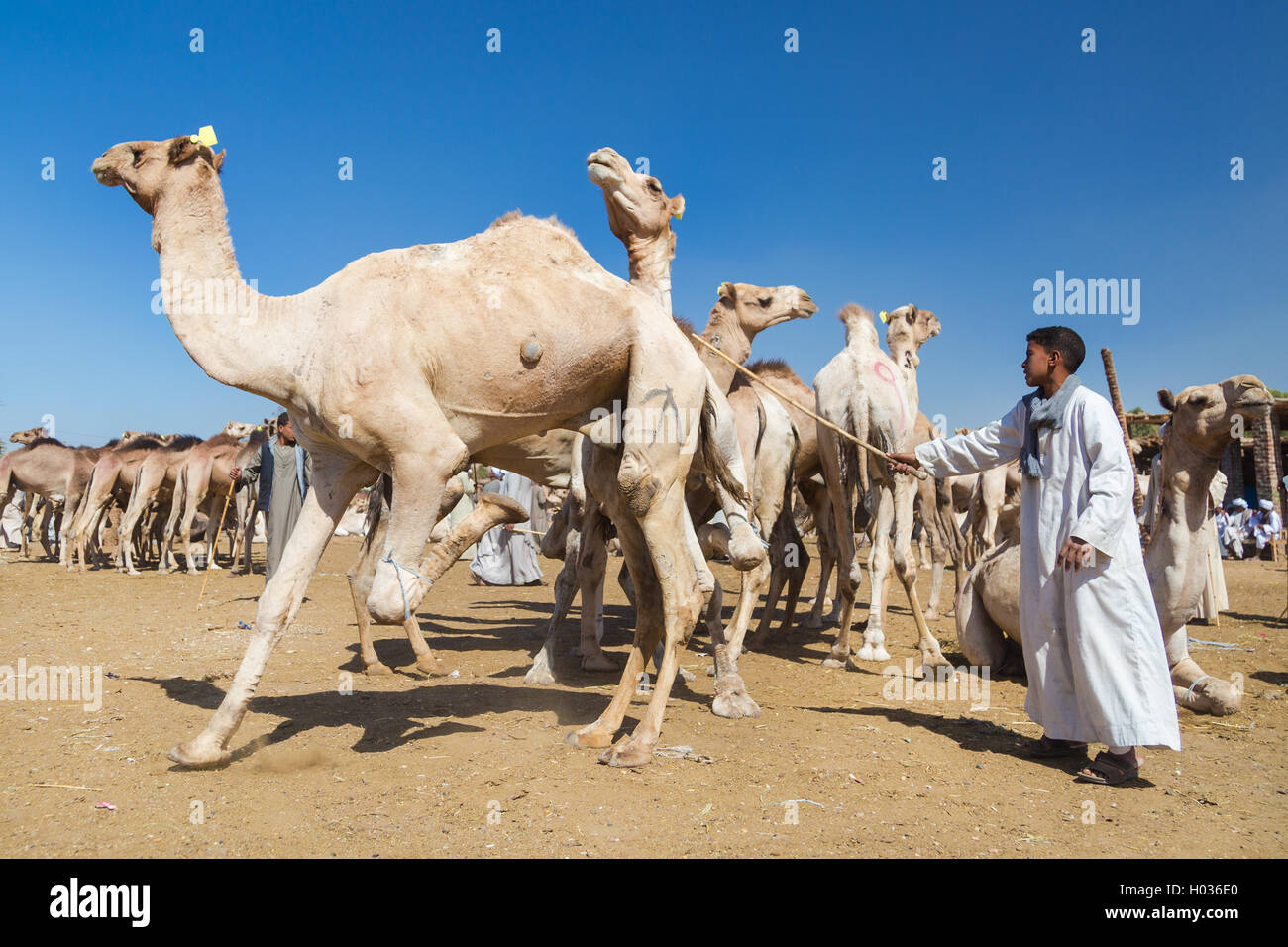 DARAW, EGYPT - FEBRUARY 6, 2016: Local young camel salesmen on Camel market using stick to control them. Stock Photo