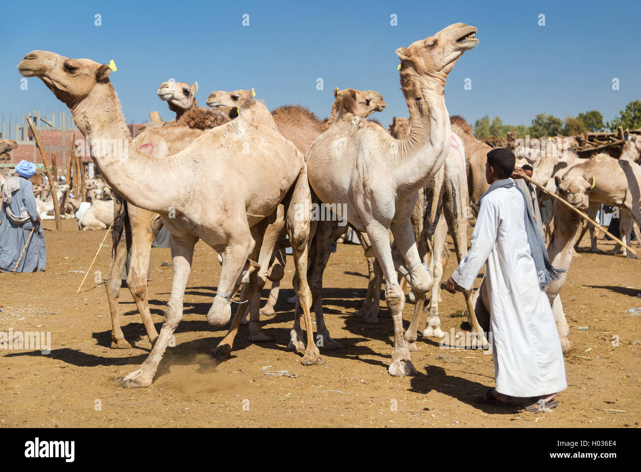 DARAW, EGYPT - FEBRUARY 6, 2016: Local young camel salesmen on Camel market using stick to control them. Stock Photo
