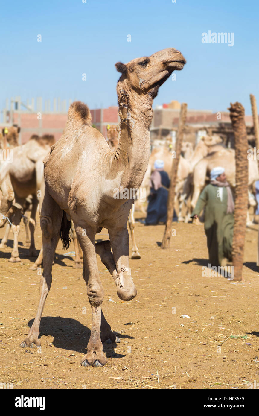 DARAW, EGYPT - FEBRUARY 6, 2016: Camel at Camel market unloading camels from pick up trucks. Stock Photo