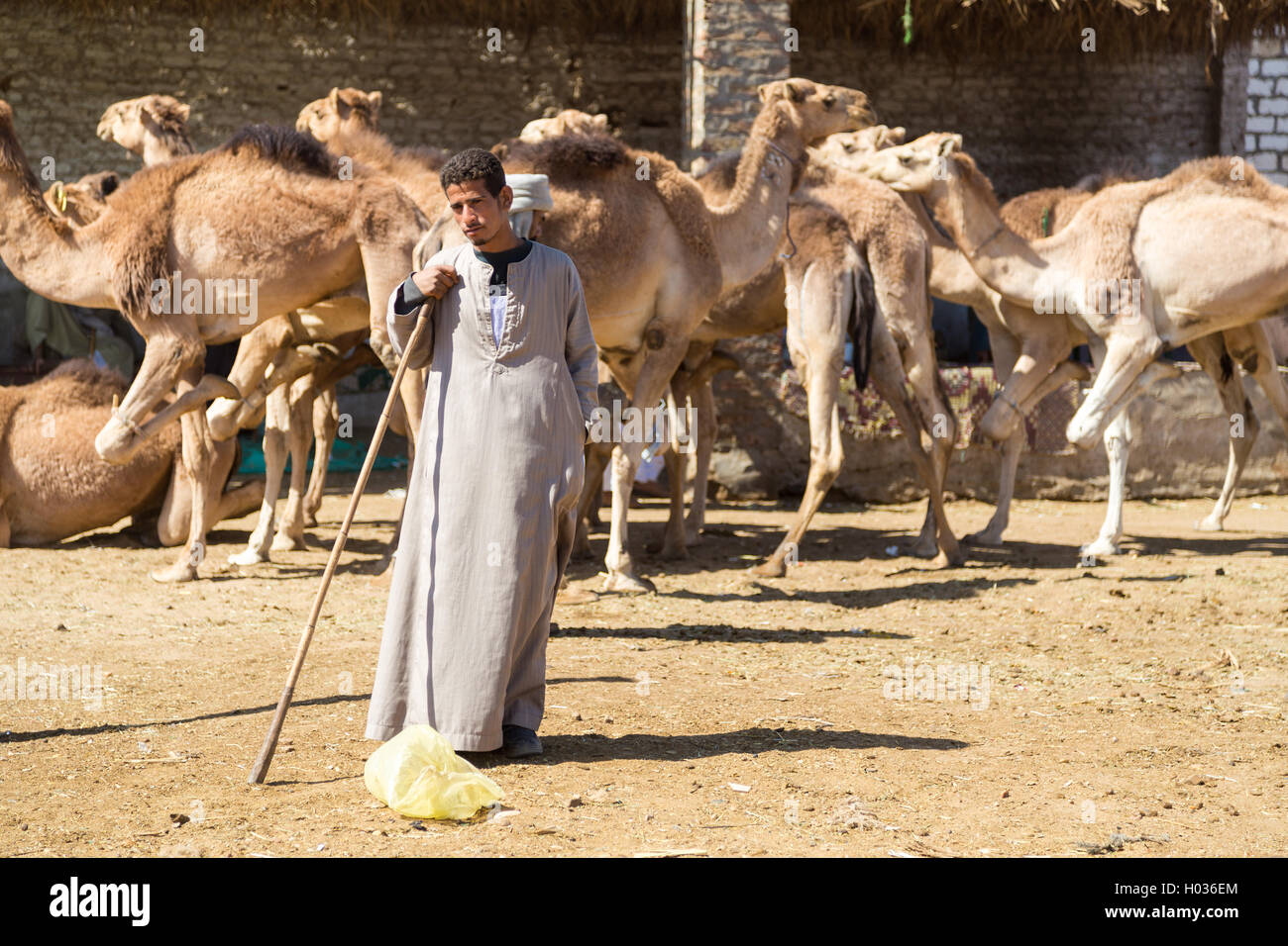 DARAW, EGYPT - FEBRUARY 6, 2016: Local camel salesman on Camel market. Stock Photo