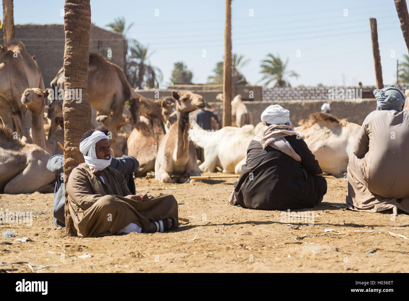 DARAW, EGYPT - FEBRUARY 6, 2016: Local camel salesmen on Camel market sitting on ground. Stock Photo