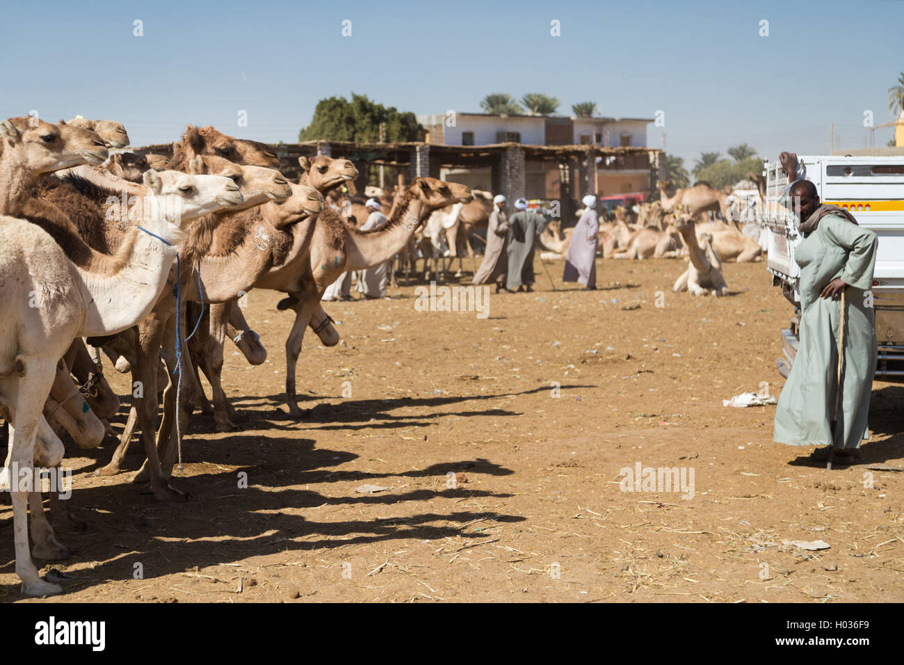 DARAW, EGYPT - FEBRUARY 6, 2016: Local camel salesman standing by pick up truck at Camel market. Stock Photo