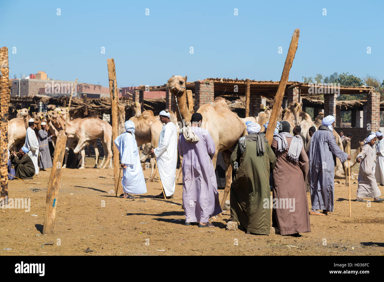 DARAW, EGYPT - FEBRUARY 6, 2016: Local camel salesmen on Camel market. Stock Photo