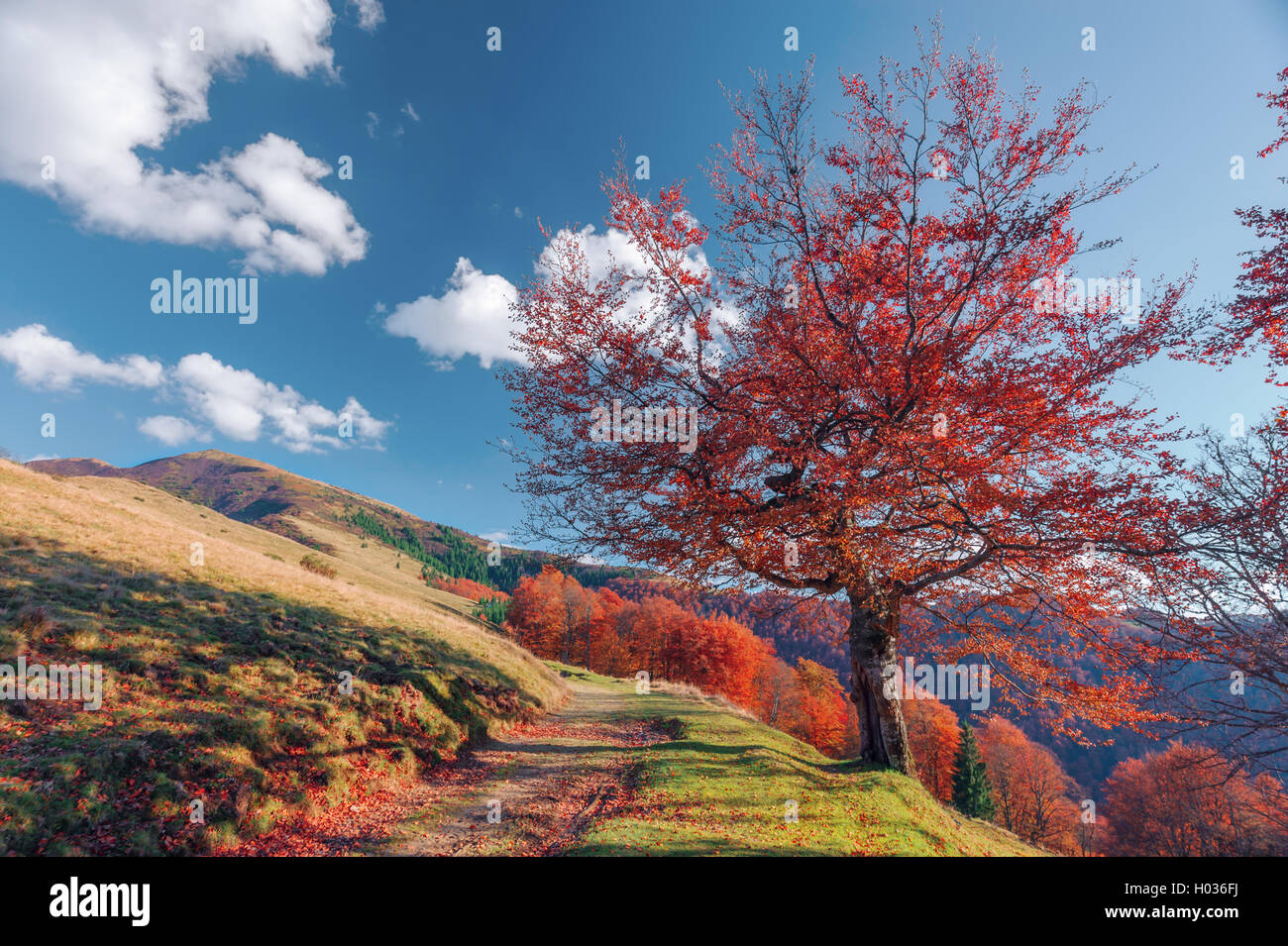 alone yellow tree and blue sky Stock Photo - Alamy