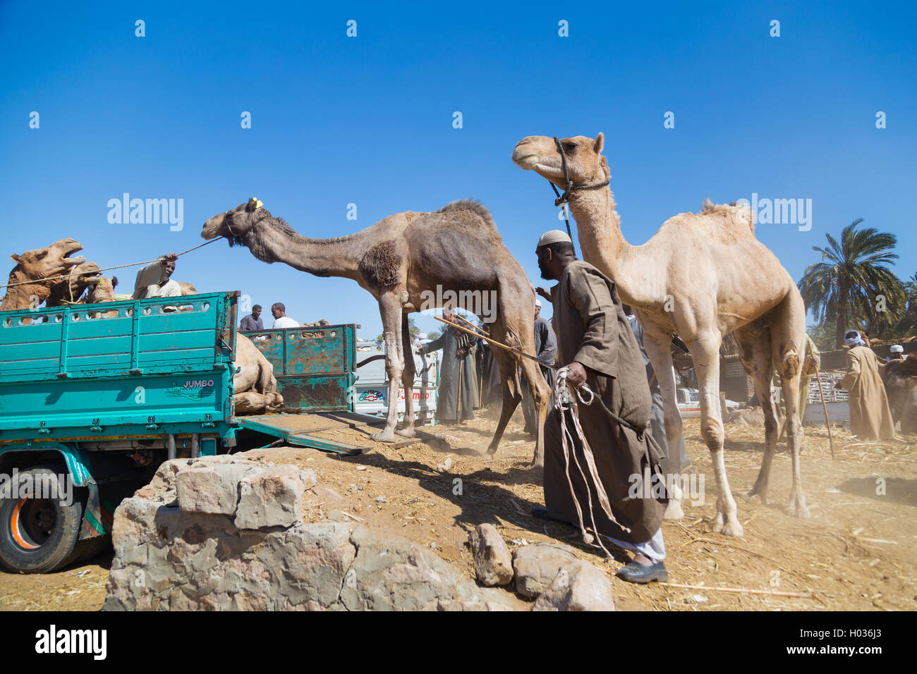 DARAW, EGYPT - FEBRUARY 6, 2016: Local camel salesmen on Camel market loading camels to trucks. Stock Photo