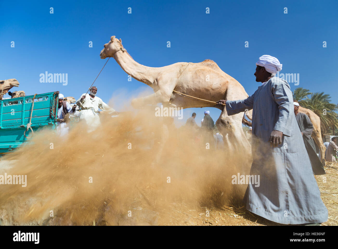 DARAW, EGYPT - FEBRUARY 6, 2016: Local camel salesmen on Camel market loading camels to trucks. Stock Photo