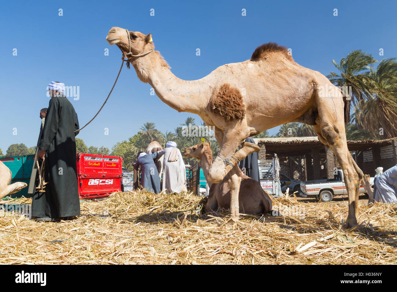 DARAW, EGYPT - FEBRUARY 6, 2016: Local camel salesmen on Camel market unloading camels from pick up trucks. Stock Photo