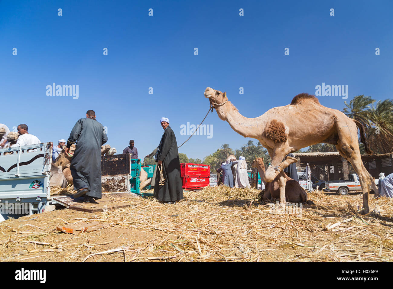 DARAW, EGYPT - FEBRUARY 6, 2016: Local camel salesmen on Camel market unloading camels from pick up trucks. Stock Photo