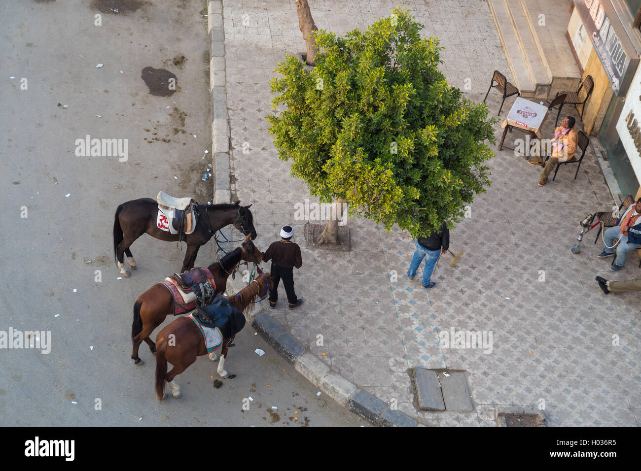 CAIRO, EGYPT - FEBRUARY 2, 2016: Aerial view of street corner with local man renting horses for riding. Stock Photo