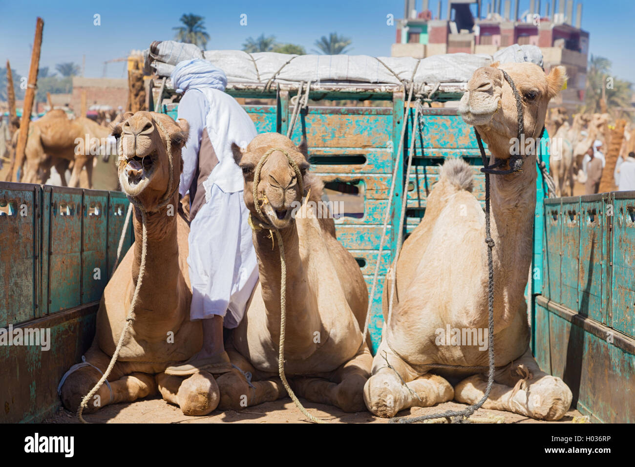 Camels on the back of truck on Camel Market in Daraw, Egypt. Stock Photo