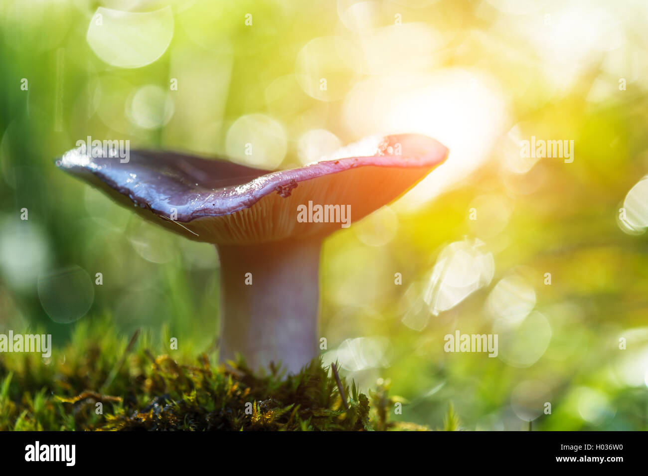 mushroom in forest close up Stock Photo