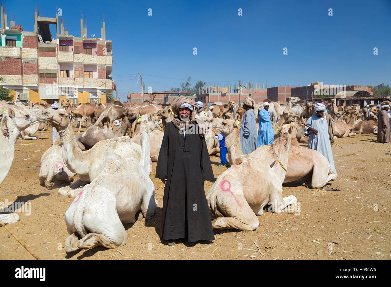 DARAW, EGYPT - FEBRUARY 6, 2016: Local camel salesman on Camel market. Stock Photo