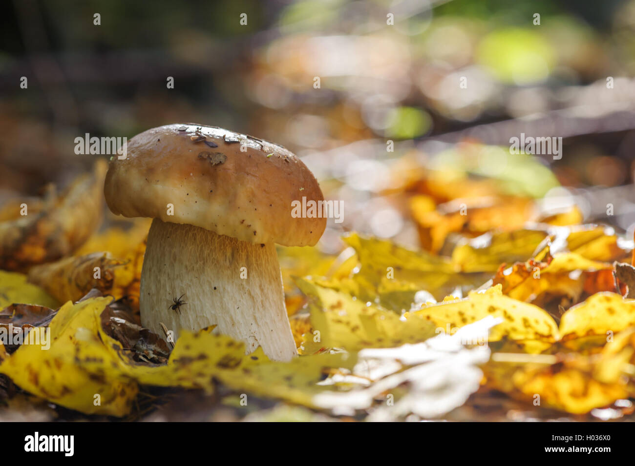 mushroom in forest close up Stock Photo