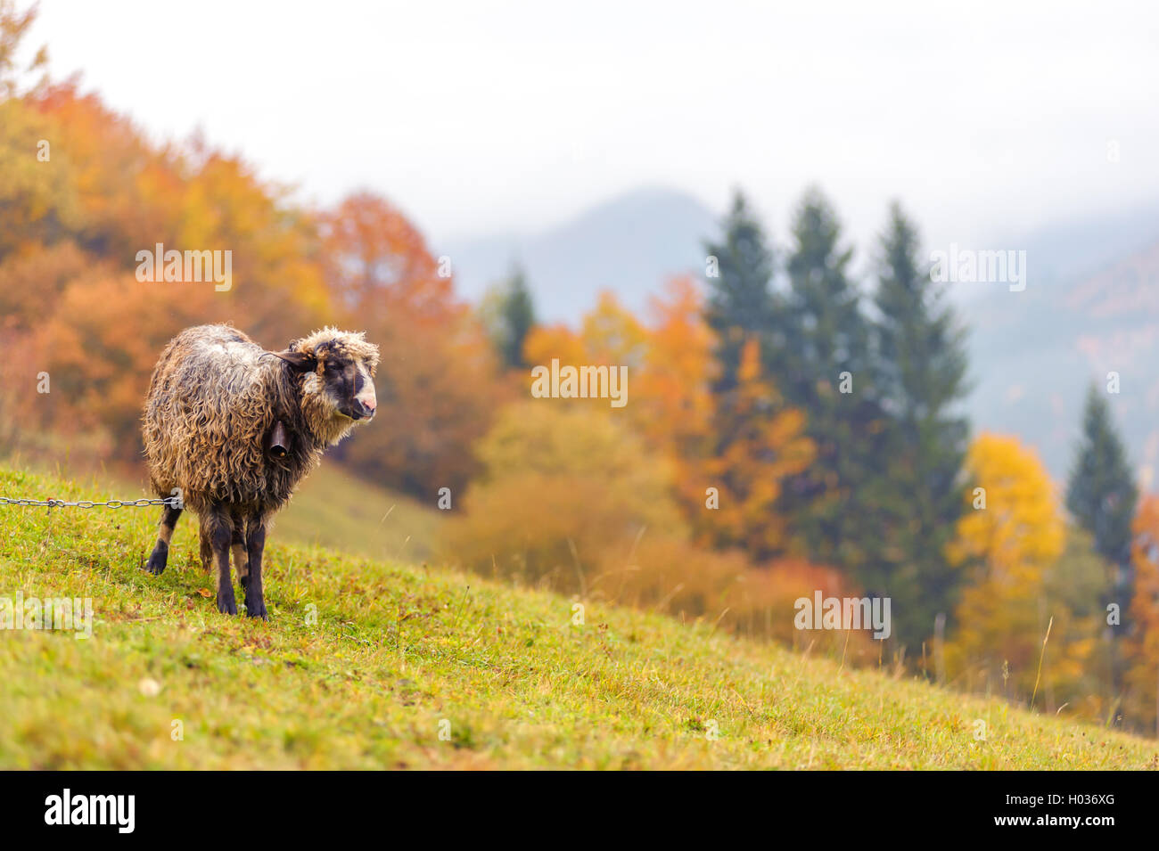 Sheep rural farm lamb tree hi-res stock photography and images - Alamy