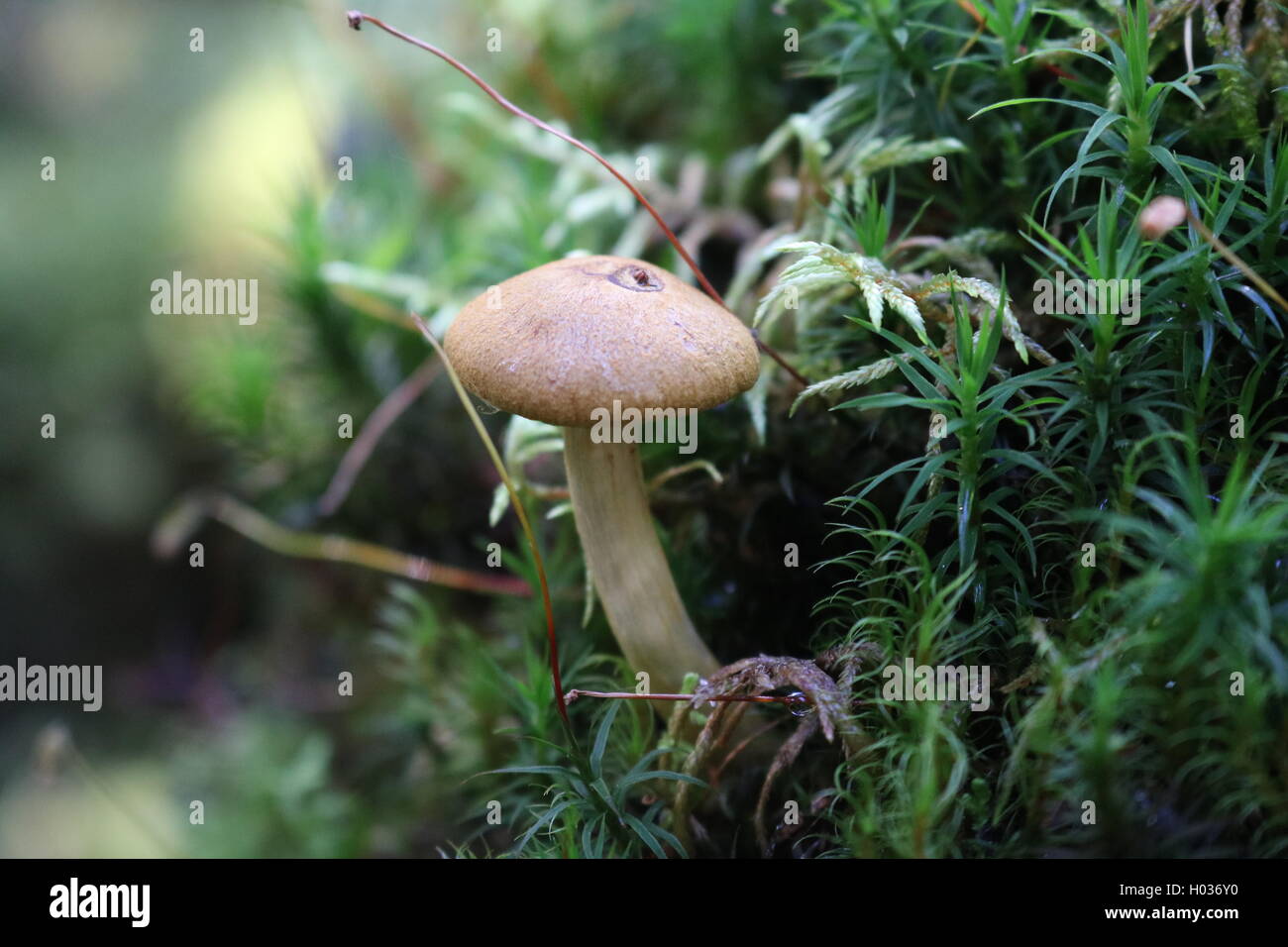 Close up of a small mushroom Stock Photo