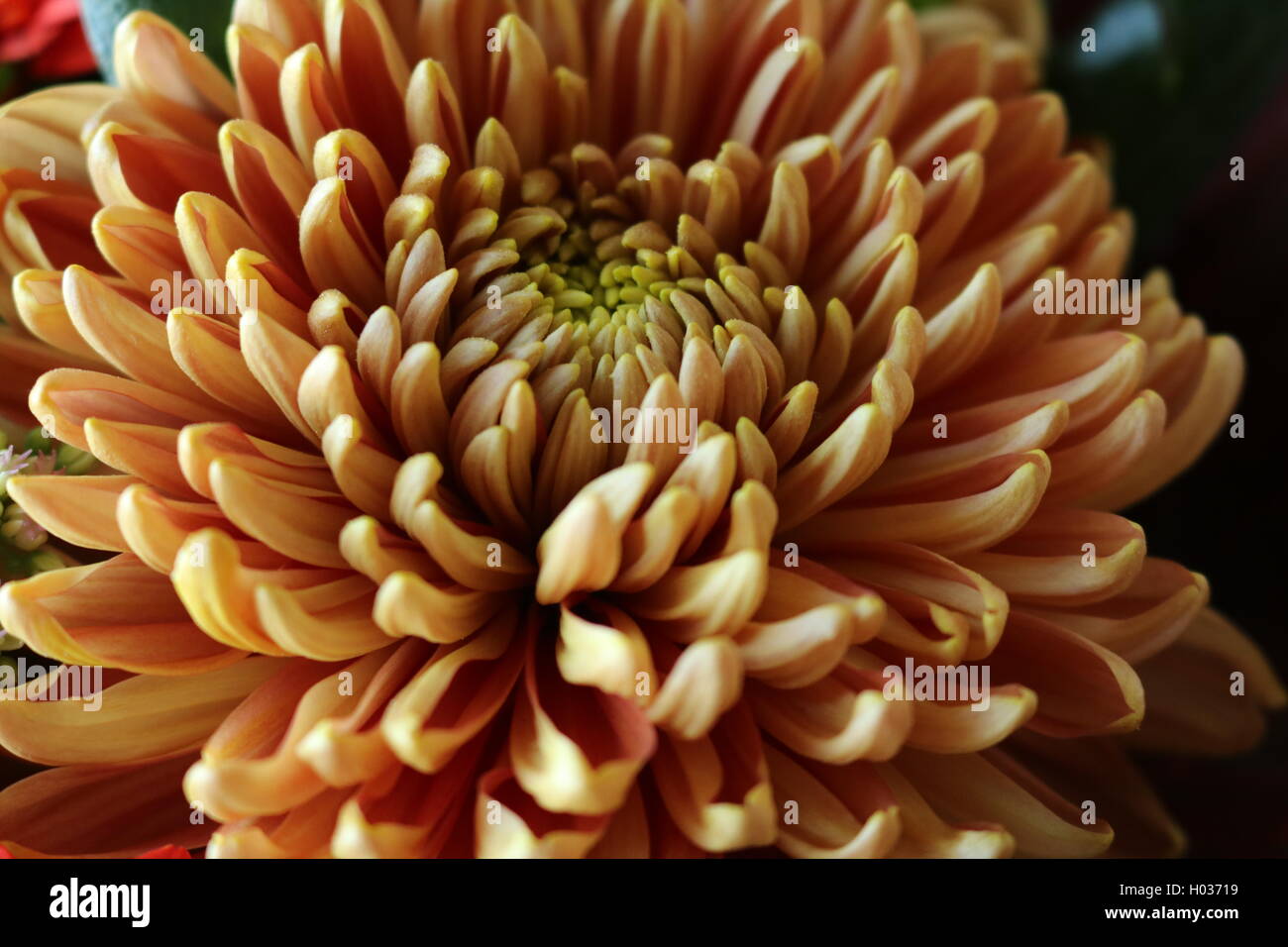 Orange chrysanthemum hi-res stock photography and images - Alamy