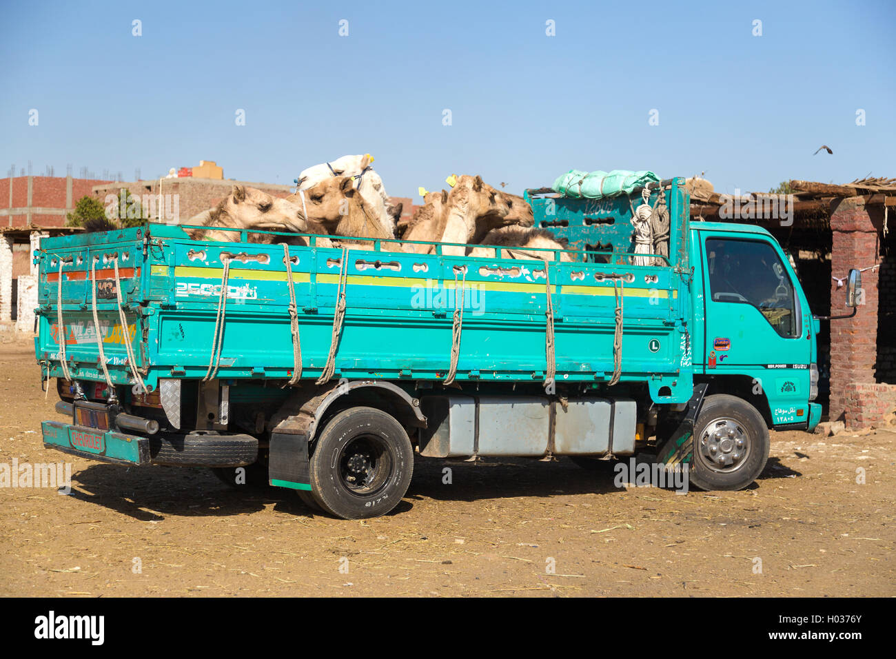 DARAW, EGYPT - FEBRUARY 6, 2016: Camels loaded on the back of the truck at Camel market. Stock Photo