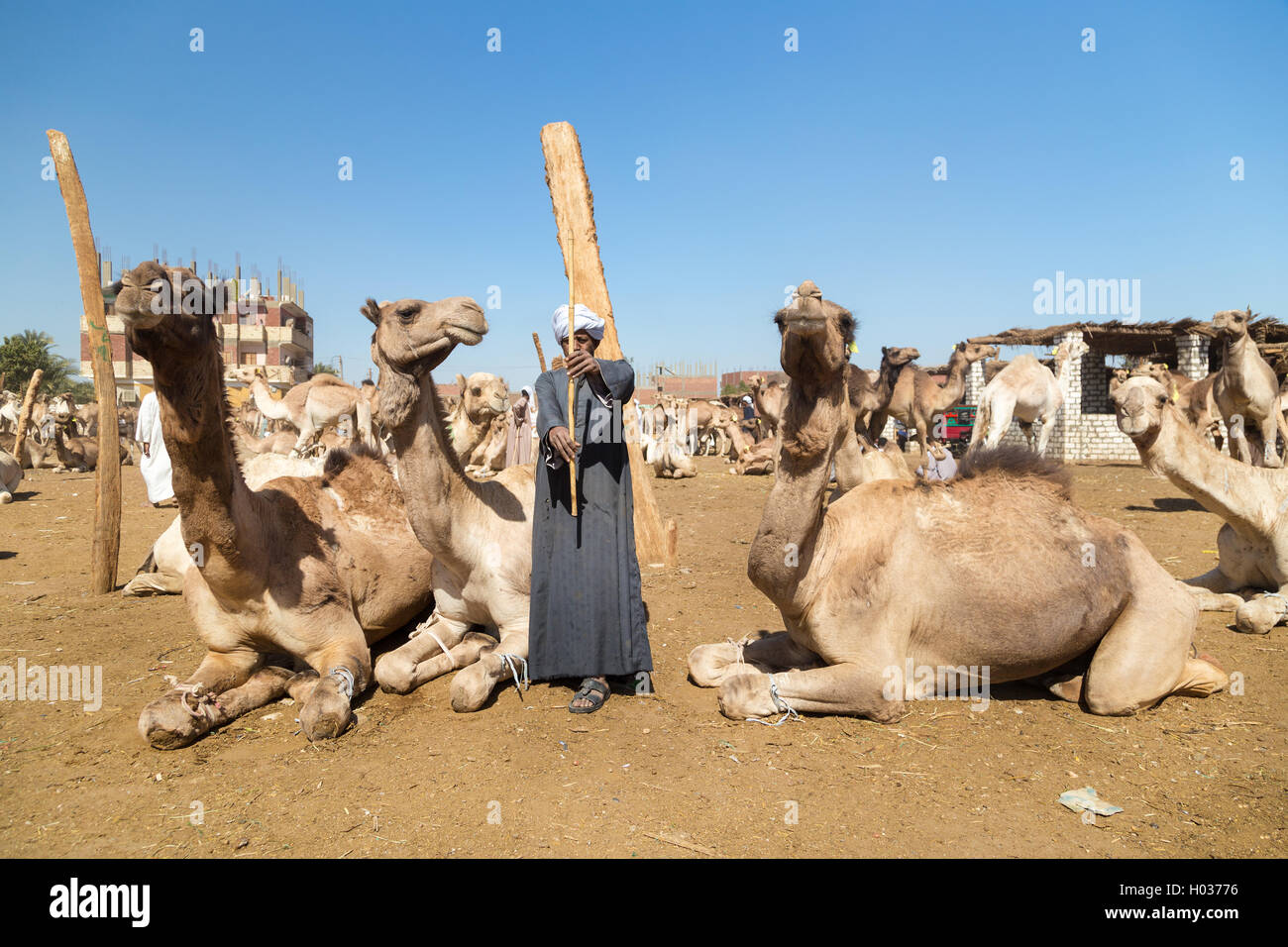 DARAW, EGYPT - FEBRUARY 6, 2016: Elderly camel salesmen with stick at Camel market. Stock Photo