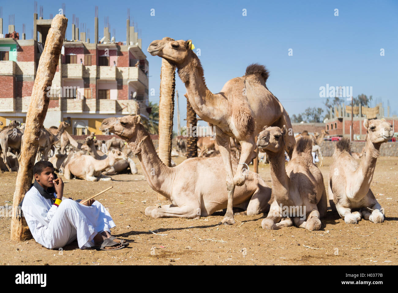 DARAW, EGYPT - FEBRUARY 6, 2016: Young local camel salesman sitting next to camels at Camel market. Stock Photo