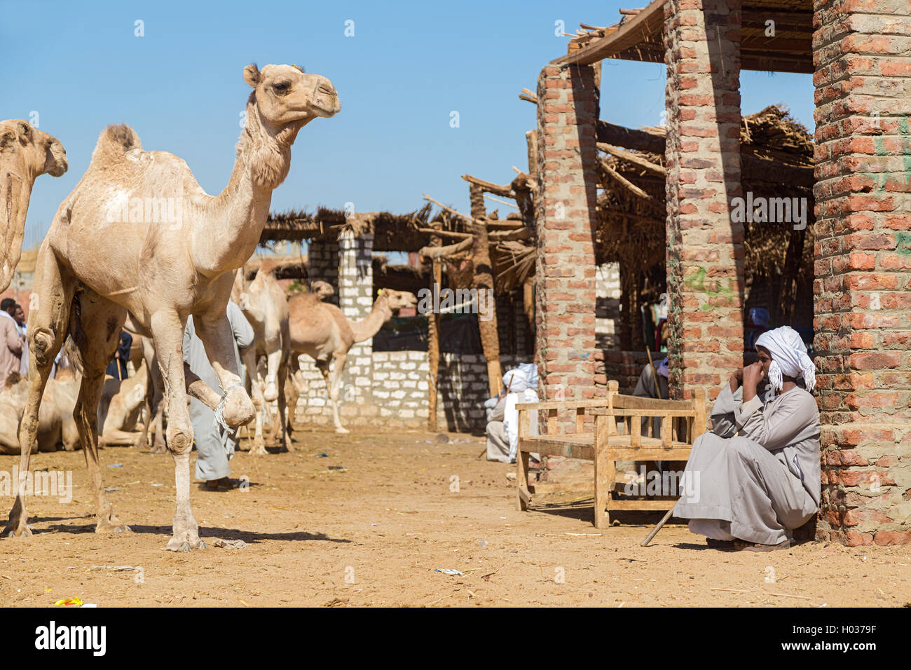 DARAW, EGYPT - FEBRUARY 6, 2016: Local camel salesman sitting by the ruined house at Camel market. Stock Photo