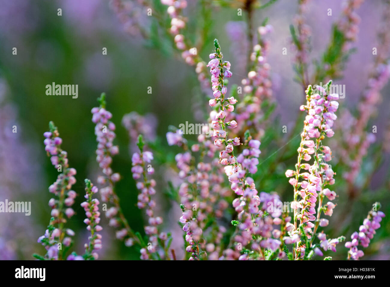 Bunch of Purple Scotch Heather Calluna Vulgaris, Erica, Ling Bush