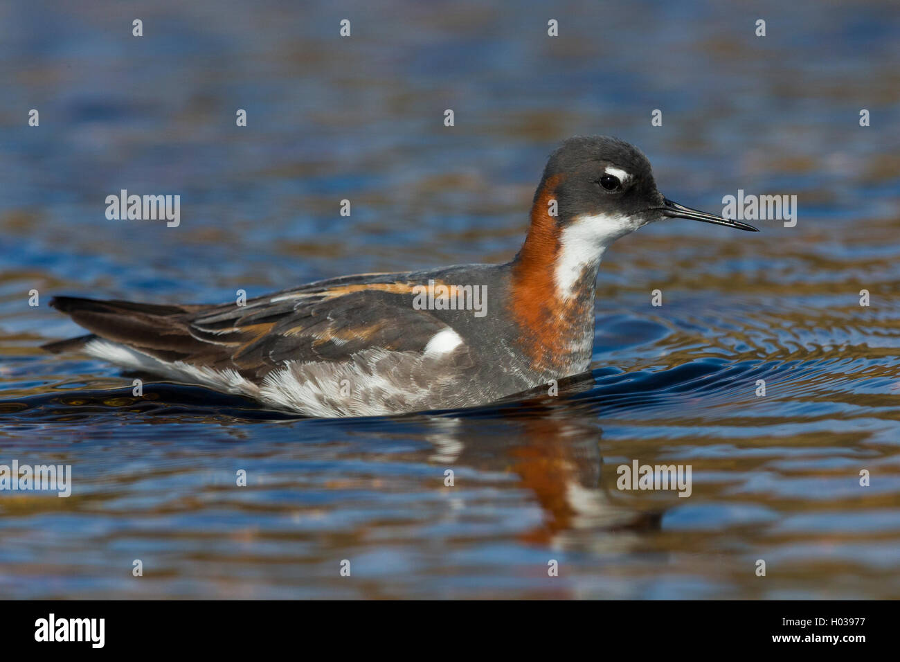 Red-necked Phalarope (Phalaropus lobatus), adult swimming in a pond, Vardø, Finnmark, Norway Stock Photo